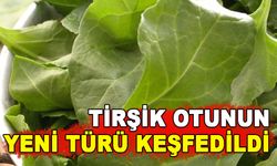 TİRŞİK OTUNUN YENİ TÜRÜ KEŞFEDİLDİ