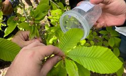 Kestane ağaçlarını gal arısından laboratuvarda üretilen böcekler koruyacak