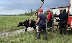 Düzce'de su kuyusuna düşen mandayı itfaiye kurtardı