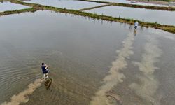 Düzce'de yetiştirilen tescilli Konuralp pirincinin ekim alanı desteklerle genişliyor