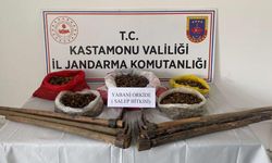 Kastamonu'da salep kökleriyle yakalanan 3 kişiye para cezası kesildi