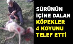 SÜRÜNÜN İÇİNE DALAN KÖPEKLER 4 KOYUNU TELEF ETTİ