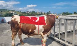Alaçam'da Hayvancılık Festivali yapıldı