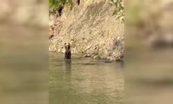 Kastamonu'da bir kişi dağda karşılaştığı ayıyı görüntüledi