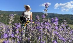 Lavanta tarlaları Safranbolu'nun turizm potansiyeline katkı sağlıyor