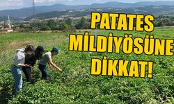 PATATES MİLDİYÖSÜNE DİKKAT!