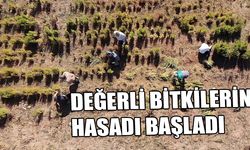 DEĞERLİ BİTKİLERİN HASADI BAŞLADI