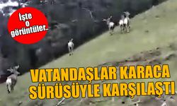 VATANDAŞLAR KARACA SÜRÜSÜYLE KARŞILAŞTI