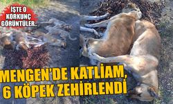 MENGEN’DE KATLİAM, 6 KÖPEK ZEHİRLENDİ
