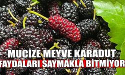 MUCİZE MEYVE KARADUT,FAYDALARI SAYMAKLA BİTMİYOR