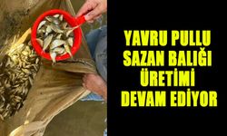 YAVRU PULLU SAZAN BALIĞI ÜRETİMİ DEVAM EDİYOR