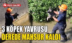 3 KÖPEK YAVRUSU DEREDE MAHSUR KALDI