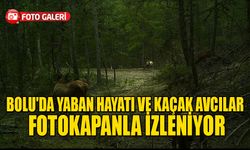 BOLU'DA YABAN HAYATI VE KAÇAK AVCILAR FOTOKAPANLA İZLENİYOR