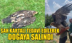 ŞAH KARTALI TEDAVİ EDİLEREK DOĞAYA SALINDI