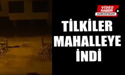 TİLKİLER MAHALLEYE İNDİ