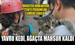 YAVRU KEDİ, AĞAÇTA MAHSUR KALDI