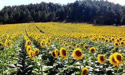 BOLU ÇİFTÇİSİNİN YENİ GÖZDESİ AYÇİÇEĞİ