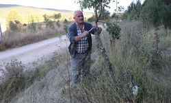 Emekli işçi köy yolundaki ağaçları meyve vermesi için gönüllü aşılıyor