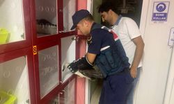 Zonguldak'ta yaralı halde bulunan martı tedaviye alındı