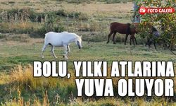 BOLU, YILKI ATLARINA YUVA OLUYOR