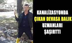 KANALİZASYONDA ÇIKAN DEVASA BALIK, UZMANLARI ŞAŞIRTTI