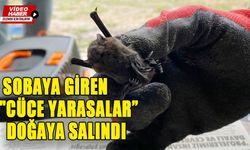 BOLU'DA SOBAYA GİREN "CÜCE YARASALAR" DOĞAYA SALINDI 