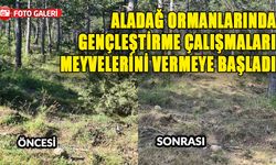 ALADAĞ ORMANLARINDA GENÇLEŞTİRME ÇALIŞMALARI MEYVELERİNİ VERMEYE BAŞLADI