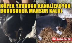 KÖPEK YAVRUSU KANALİZASYON BORUSUNDA MAHSUR KALDI