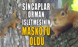 SİNCAPLAR ORMAN İŞLETMESİNİN MASKOTU OLDU