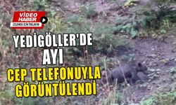 YEDİGÖLLER'DE AYI CEP TELEFONUYLA GÖRÜNTÜLENDİ