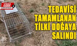 TEDAVİSİ TAMAMLANAN TİLKİ DOĞAYA SALINDI