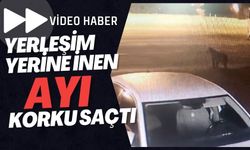 Yerleşim Yerine İnen Ayı Korku Saçtı