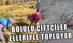 Bolulu çiftçiler elleriyle topluyor