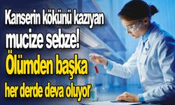 Kanserin kökünü kazıyan mucize sebze! Ölümden başka her derde deva oluyor