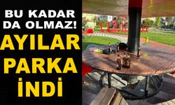 Ayılar parklara indi