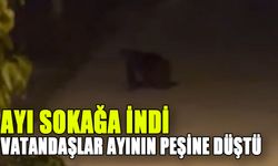 Ayı sokağa indi, vatandaşlar ayının peşine düştü