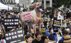 Güney Kore, köpek eti tüketimini yasaklayan tasarıyı onayladı
