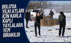 Bolu'da yılkı atları için karla kaplı yaylalara yem bırakıldı