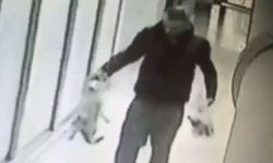 İzmir'deki kedi katili tutuklandı
