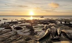 Yeni Zelanda’da kıyıda mahsur kalan balina ve yunus sürüsü uyutuldu