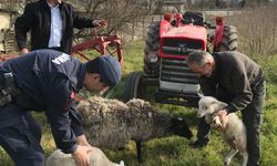 Düzce’de koyunlarını kaybeden besicinin yardımına jandarma yetişti