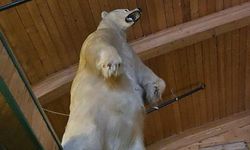 Kanada'da tuhaf soygun: Dondurulmuş kutup ayısı çalındı