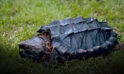 Timsahları bile korkutan 'dinozor benzeri' kaplumbağa bulundu