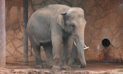 Tayland'da bir fil, sahibini ezerek öldürdü