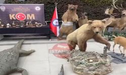 İstanbul'da 400 Hayvandan Oluşan Kaçak Müze!