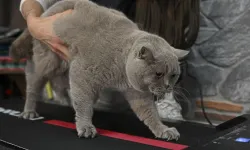 Obez kedi "Şiraz" pilates yaparak ve yüzerek zayıflıyor