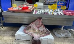 Sinop’ta dev kalkan balığı 11 bin 500 lira