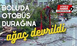 Bolu’da otobüs durağına ağaç devrildi