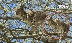 Sivas'ta köpeklerden kaçan vaşak ağaca tırmandı
