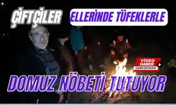 Çiftçiler ellerinde tüfeklerle domuz nöbeti tutuyor